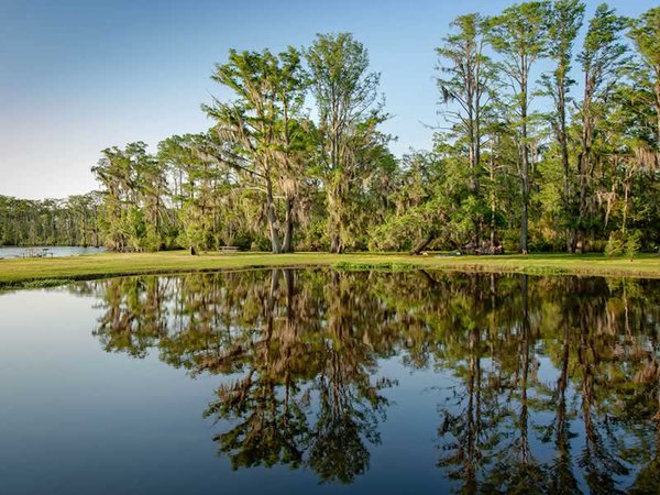 Chevron to help replace cypress trees in Louisiana